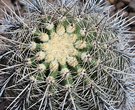 Barrel Cactus