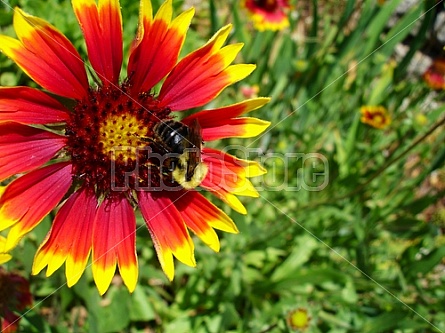 bee on a flower