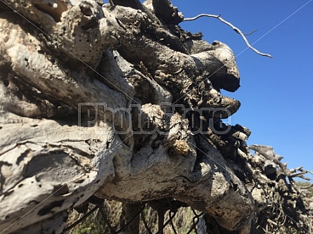 VINES AND FENCE