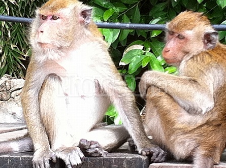 Monkeys in Thailand