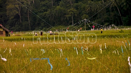 Filipino Rice Fields