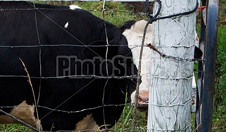 Dairy Farm