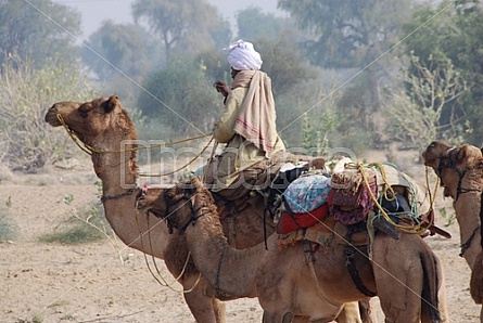 Camel Safari 5