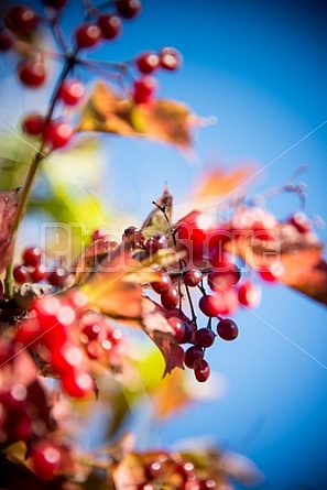 berries and colorful leaves