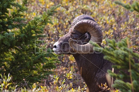 Rocky Mountain Sheep