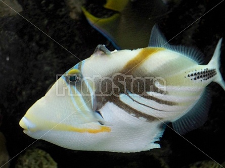 Triggerfish