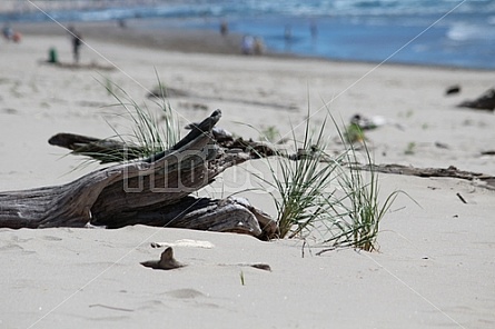 driftwood