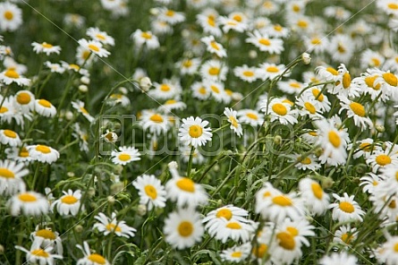 Daisies