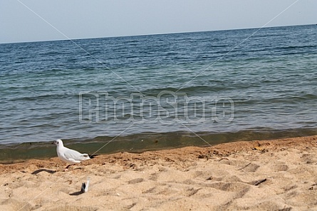 on the shore of lake Yssyk-Kul (Kyrgyzstan)