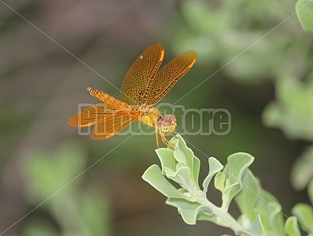 Orange Dragonfly