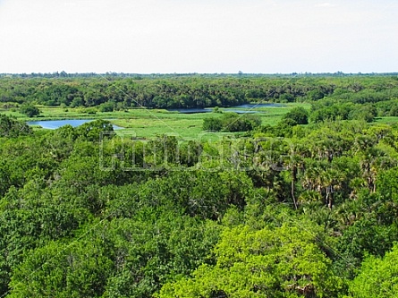 Florida Everglades