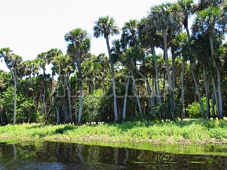 Florida Everglades