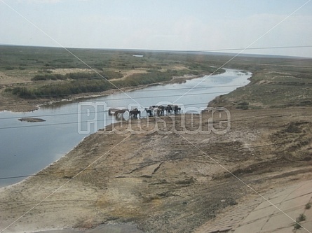 horses at a standpost