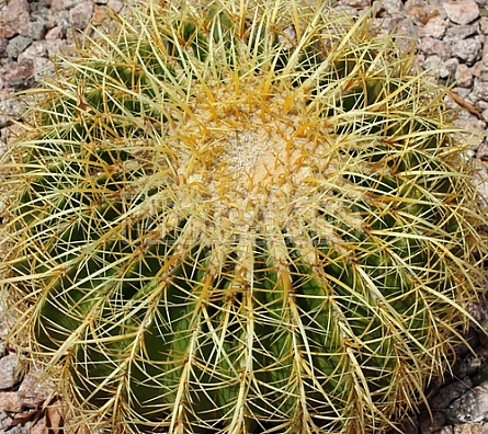 Barrel Cactus