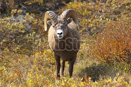 Rocky Mountain Sheep