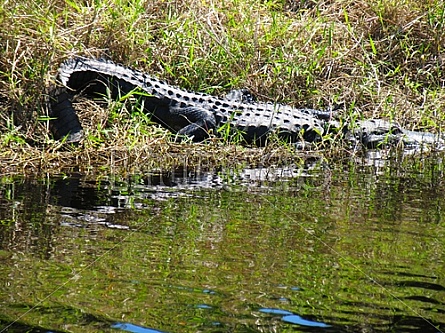 alligator jumps in the swamp