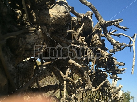 VINES AND FENCE