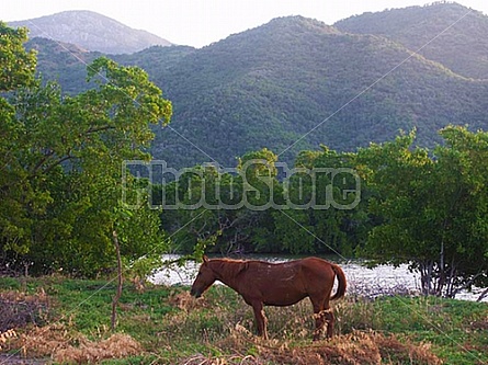 Horse at Bacanao