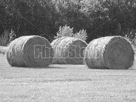 Hay Rolls #1