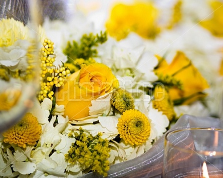 Yellow Roses for a Wedding