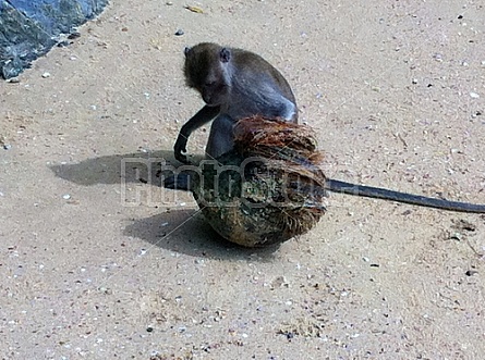 Monkeys in Thailand