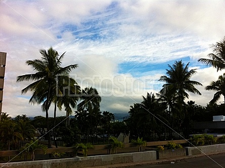 Palm Trees in Thailand