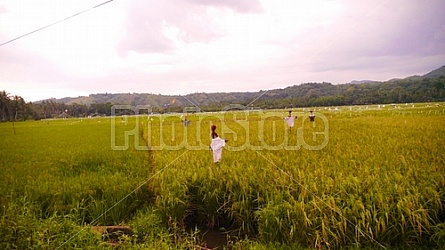 Filipino Rice Fields