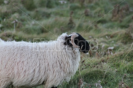 Sheep of Ireland