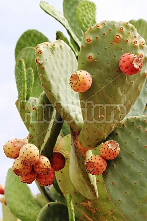 Prickly Pear Cactus Fruit