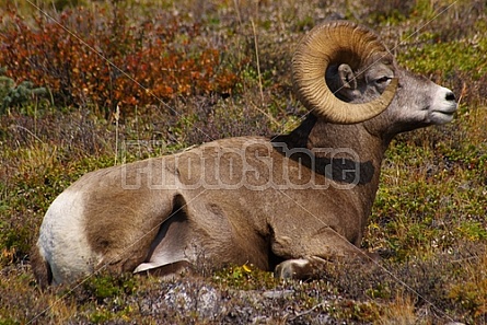 Rocky Mountain Sheep