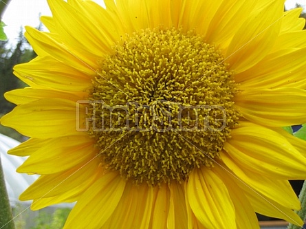 Giant Sunflower