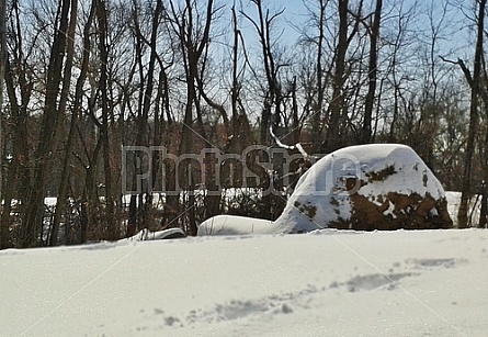 Winter In Illinois