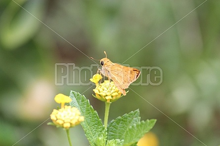 Yellow Moth and Lantanas