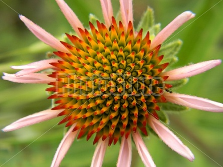 Coneflower