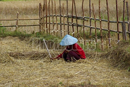 Asian Farmer