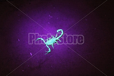 Scorpion in Black Light