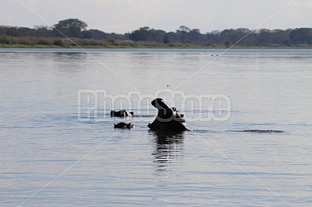 hippo tired of tourists (Liwonde National Park)