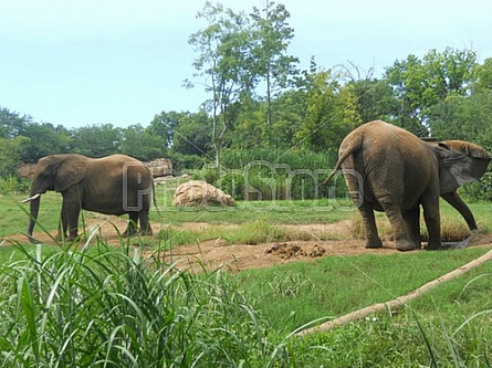 elephants