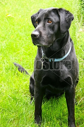 black lab