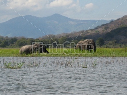 Elephants at Liwonde National Park (Malawi)