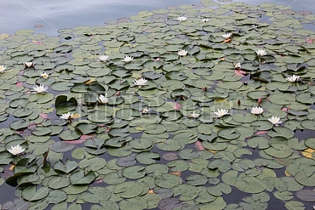 Lily pads in Lake Bled, Slovenia