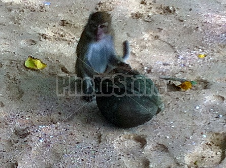 Monkeys in Thailand