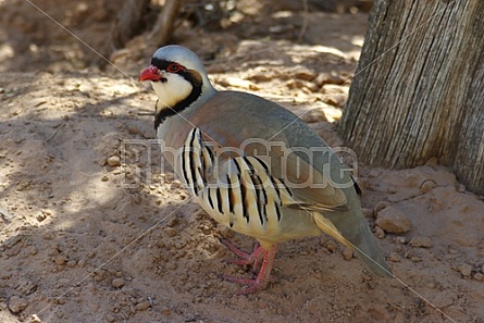 Chukar