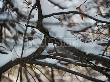 snow on branches