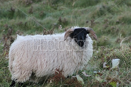 Sheep of Ireland