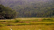 Filipino Rice Fields