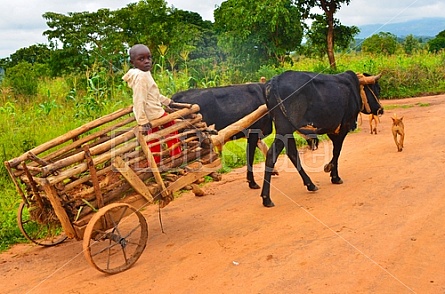 a boy and his cart