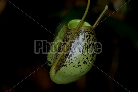 Pitcher Plants