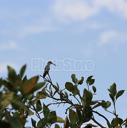 Hummingbird