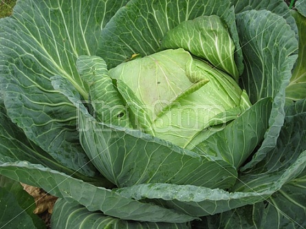 Giant Cabbage